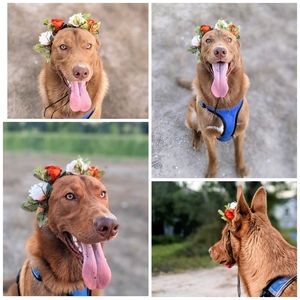 Peach flower crown for dog with gold beads handmade from personal shop